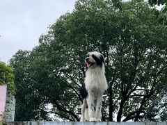 -汪说喵讲宠物乐园宠物酒店(红星美凯龙店)