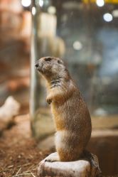 -Zoolung Zoolung动物主题公园(海信广场店)