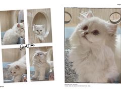 -屋虎猫馆(宝安大仟里店)