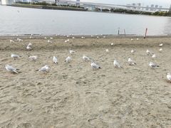 -台场海滨公园船码头