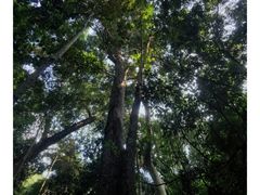 -西双版纳原始森林公园