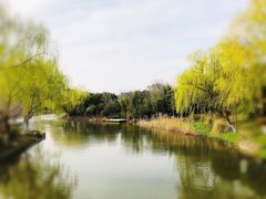 -顾村公园