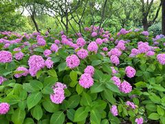 -上海滨江森林公园