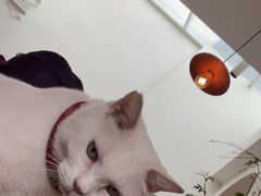 -有猫主题·治愈系猫咖(曾厝垵店)