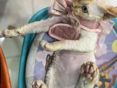 -纳吉亚猫专科动物医院博雅分院