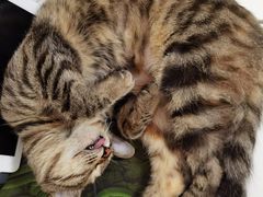 -瑞派名望24h动物医院异宠专科·猫专科·骨科·重症监护分院