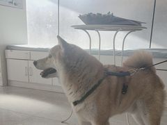 -中农国际动物医院24小时·猫科·骨科·急重症中心
