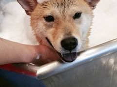 -PETKIT小佩宠物(古北店)