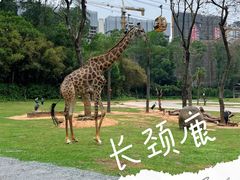 -广州长隆野生动物世界