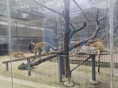 -深圳野生动物园