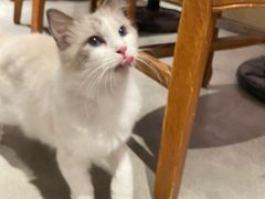 -more than meow吴止猫主题餐厅(承德 中船汇店)