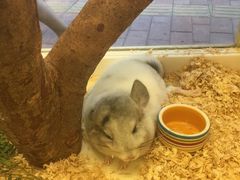 -龙猫仔乐园(惠福东路店)