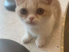 -飞行喵MR PILOT|猫舍·猫咖(静安大融城店)