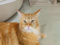 -藏猫猫咖啡主题馆(中央大道店)