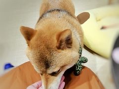-逗柴咖啡屋·狗咖猫咖宠物桌游