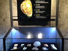 -贝壳梦幻世界