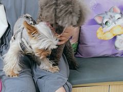 -美联众合动物医院·24h京西诊疗中心