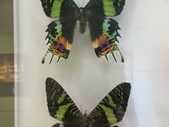 -上海昆虫博物馆