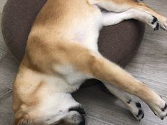 -浣熊柯尔鸭土拨鼠·电玩咖