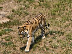 -西霞口神雕山野生动物世界