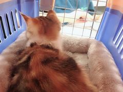 -瑞派动物医院·绝育·犬猫全科·预防医学(光景江南中店)