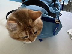 -瑞派福兴宠物医院犬猫全科·骨科·中西医结合(河东店)