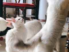 -猫咪咖啡店(新城大街店)