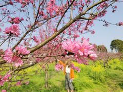 -南汇桃花村