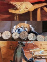 -Zoolung Zoolung动物主题公园(海信广场店)