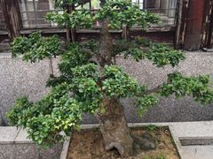 -缥缈峰景区