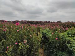 -武汉紫薇都市田园