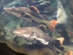 景点-郑州海洋馆