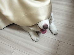 -新白鹿餐厅(百联中环店)