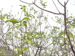 -南国桃园旅游度假区