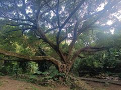 -广州市石门国家森林公园