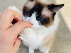 -李小姐の猫咖啡馆(五角场店)