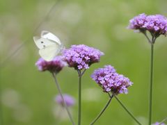 -径山花海