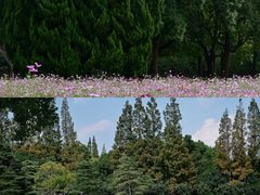 -上海滨江森林公园