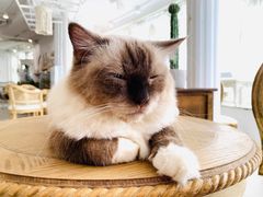 -共舞时光猫咖·狗咖(新街口店)
