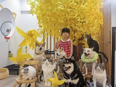 -柴迷FANS CLUB·柴犬狗咖·猫咖