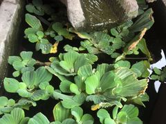 -老鼎万春卤菜(五代传承创始老店)