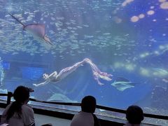 -海合安成都极地海洋公园