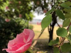 -鹅湖玫瑰文化园