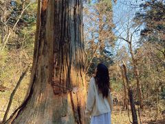 -天目山大树王景区