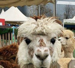 -萌宠亲子动物乐园(槐房万达店)