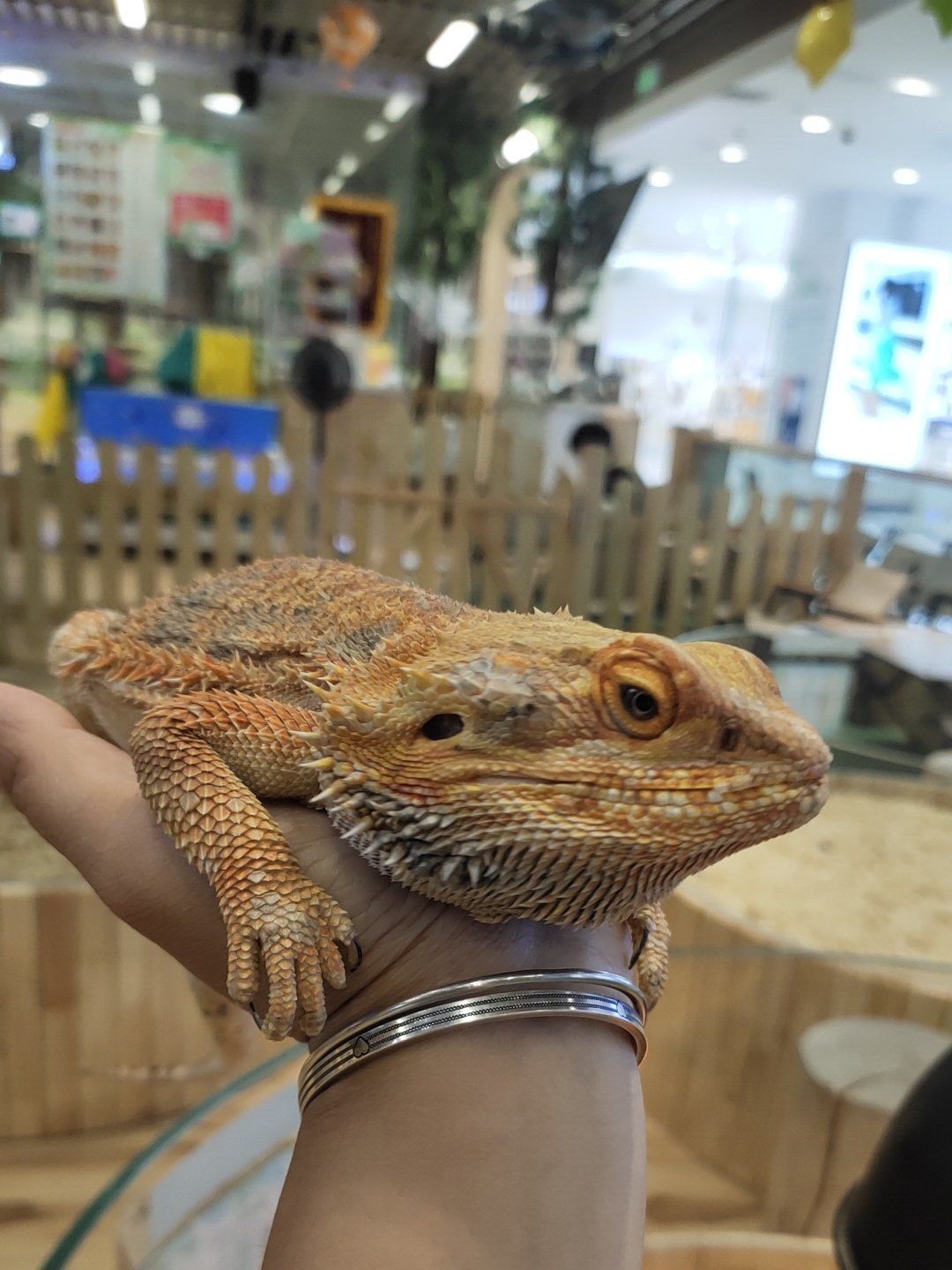 鬃狮蜥性格温顺,体型适中,很适宜于和人体