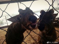 -北京鹿世界主题园