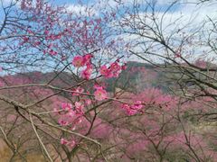 -新建村梅花
