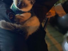 -贝康宠物医院·犬猫全科·小动物特色诊疗中心(东环路店)