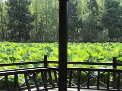 -合肥滨湖国家森林公园